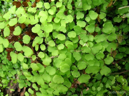 Adiantum aethiopicum fullplant1.jpeg